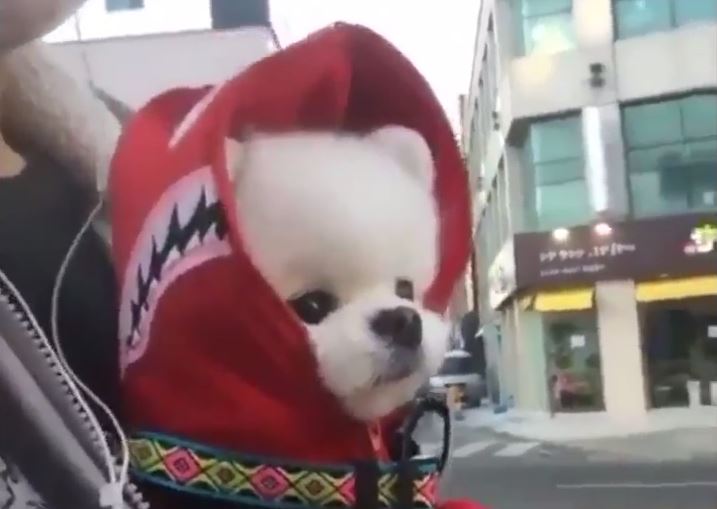 Cute Pomeranian Puppy Wears Bape Shark Hoodie